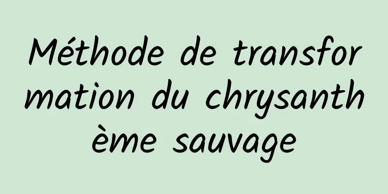 Méthode de transformation du chrysanthème sauvage