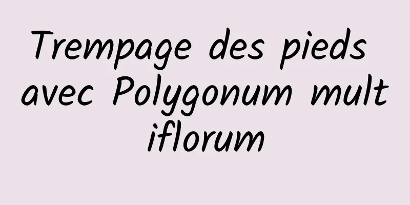 Trempage des pieds avec Polygonum multiflorum