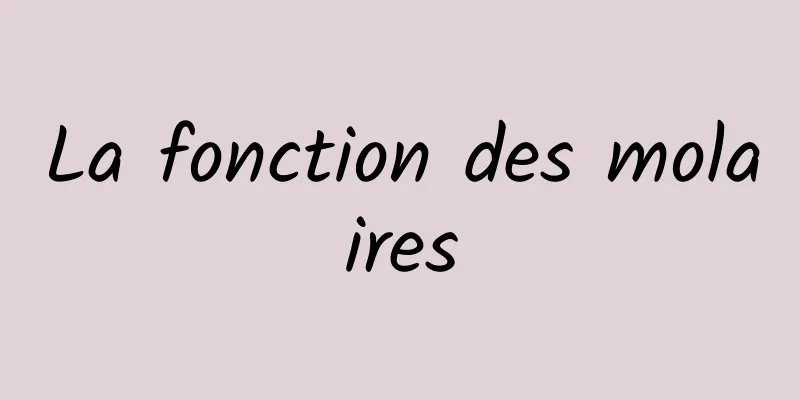 La fonction des molaires