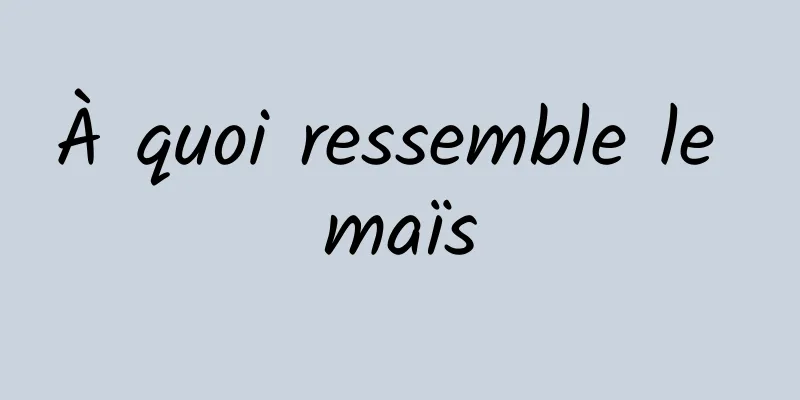 À quoi ressemble le maïs
