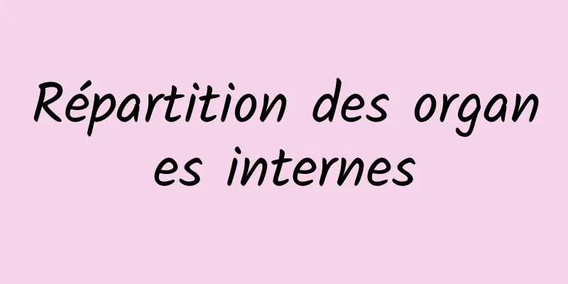 Répartition des organes internes