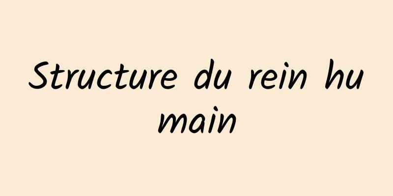 Structure du rein humain