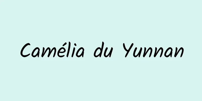 Camélia du Yunnan