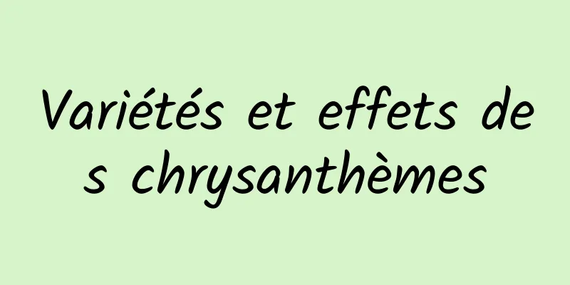 Variétés et effets des chrysanthèmes