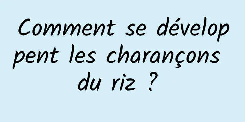 Comment se développent les charançons du riz ? 