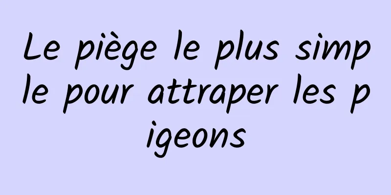 Le piège le plus simple pour attraper les pigeons