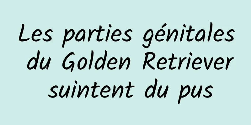Les parties génitales du Golden Retriever suintent du pus
