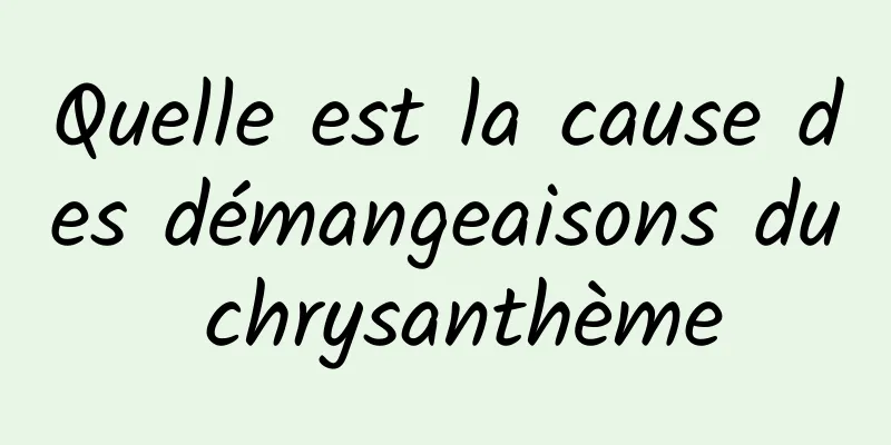 Quelle est la cause des démangeaisons du chrysanthème