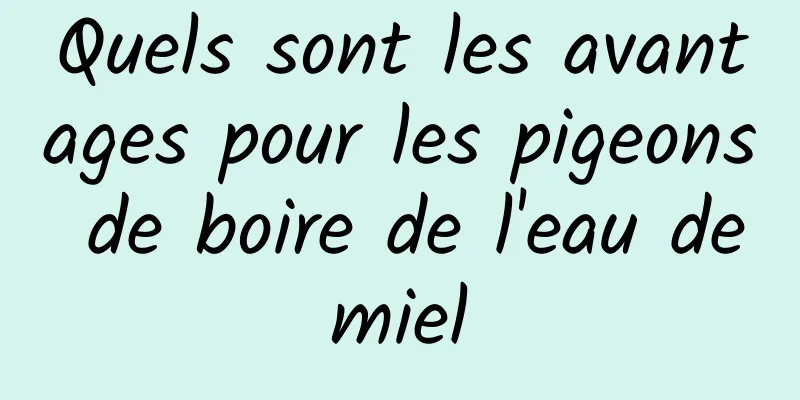 Quels sont les avantages pour les pigeons de boire de l'eau de miel 