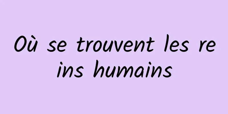 Où se trouvent les reins humains