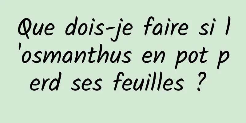 Que dois-je faire si l'osmanthus en pot perd ses feuilles ? 