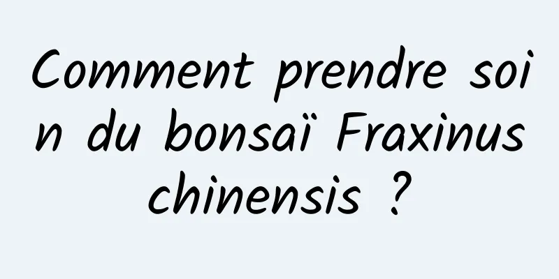 Comment prendre soin du bonsaï Fraxinus chinensis ? 