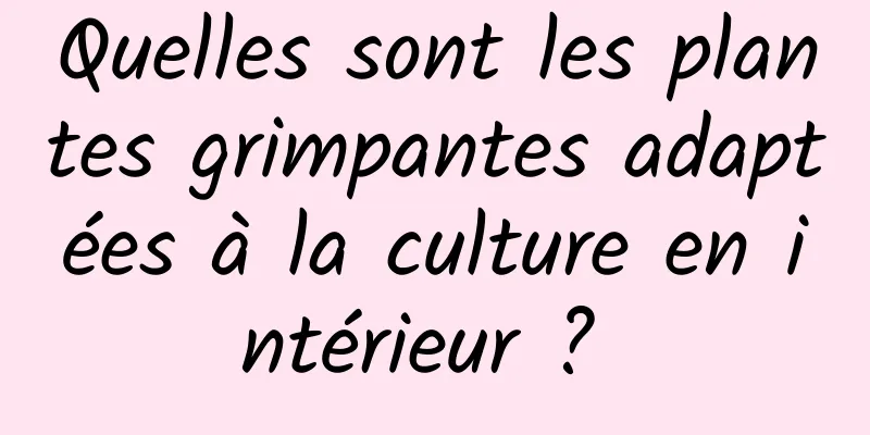 Quelles sont les plantes grimpantes adaptées à la culture en intérieur ? 