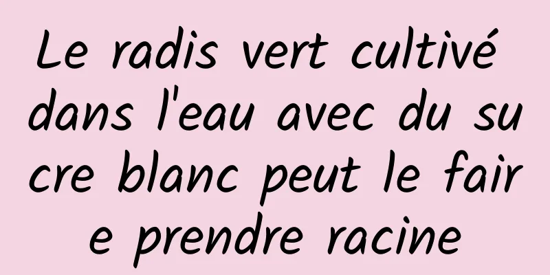Le radis vert cultivé dans l'eau avec du sucre blanc peut le faire prendre racine
