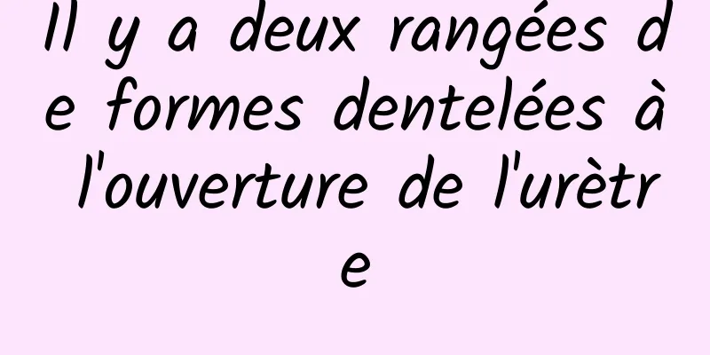 Il y a deux rangées de formes dentelées à l'ouverture de l'urètre