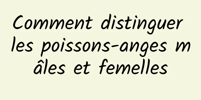 Comment distinguer les poissons-anges mâles et femelles