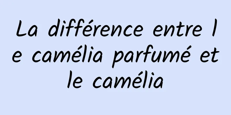La différence entre le camélia parfumé et le camélia 