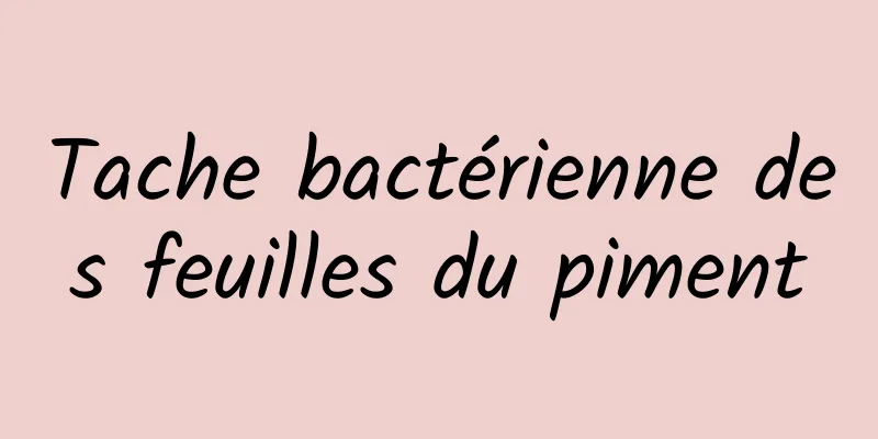 Tache bactérienne des feuilles du piment