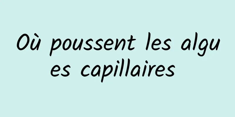 Où poussent les algues capillaires 