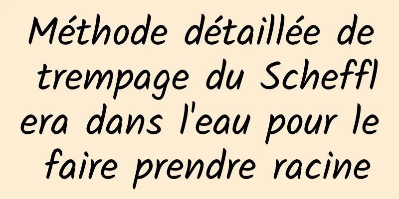 Méthode détaillée de trempage du Schefflera dans l'eau pour le faire prendre racine