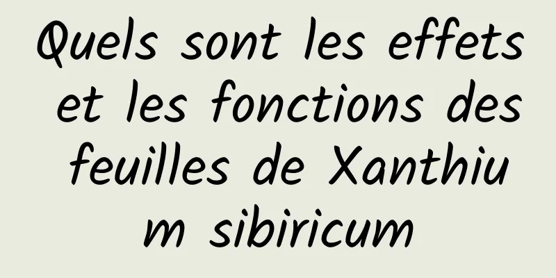 Quels sont les effets et les fonctions des feuilles de Xanthium sibiricum
