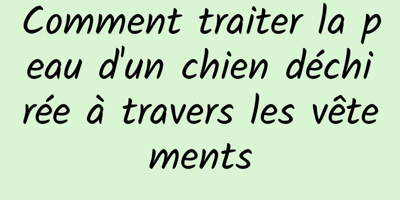Comment traiter la peau d'un chien déchirée à travers les vêtements