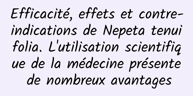 Efficacité, effets et contre-indications de Nepeta tenuifolia. L'utilisation scientifique de la médecine présente de nombreux avantages