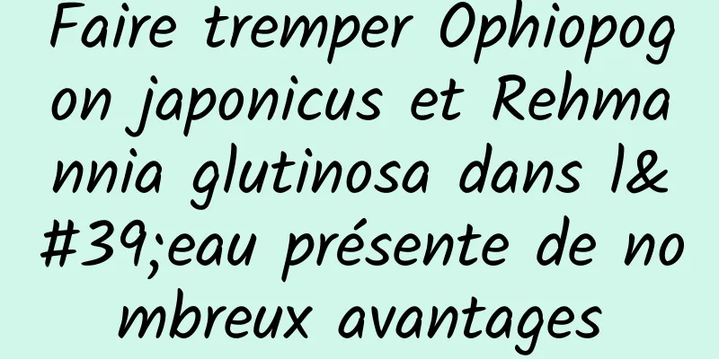 Faire tremper Ophiopogon japonicus et Rehmannia glutinosa dans l'eau présente de nombreux avantages