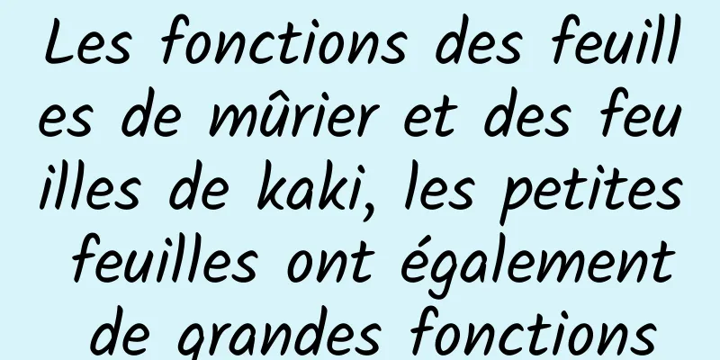 Les fonctions des feuilles de mûrier et des feuilles de kaki, les petites feuilles ont également de grandes fonctions