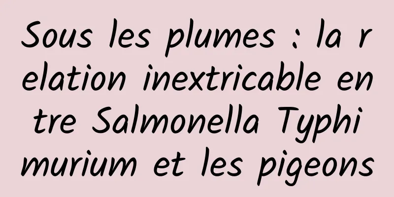 Sous les plumes : la relation inextricable entre Salmonella Typhimurium et les pigeons