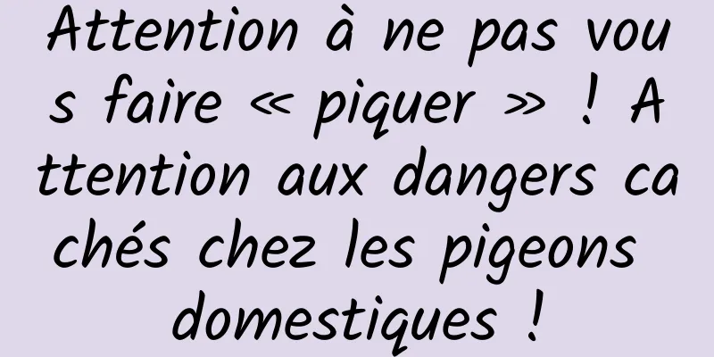 Attention à ne pas vous faire « piquer » ! Attention aux dangers cachés chez les pigeons domestiques !