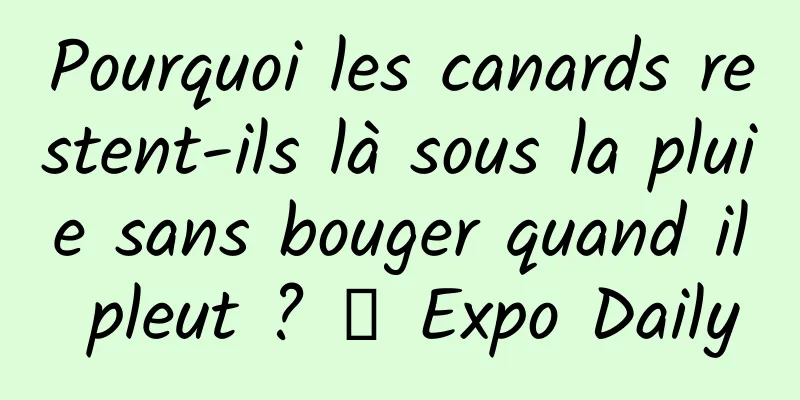 Pourquoi les canards restent-ils là sous la pluie sans bouger quand il pleut ? ｜ Expo Daily