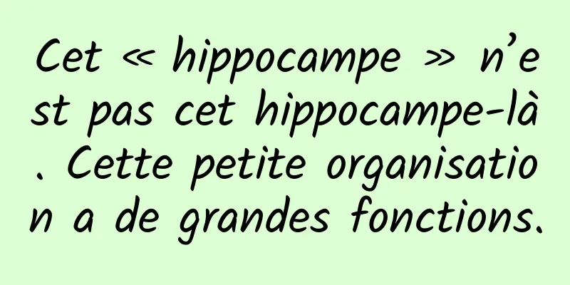 Cet « hippocampe » n’est pas cet hippocampe-là. Cette petite organisation a de grandes fonctions.
