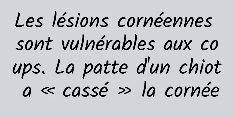 Les lésions cornéennes sont vulnérables aux coups. La patte d'un chiot a « cassé » la cornée