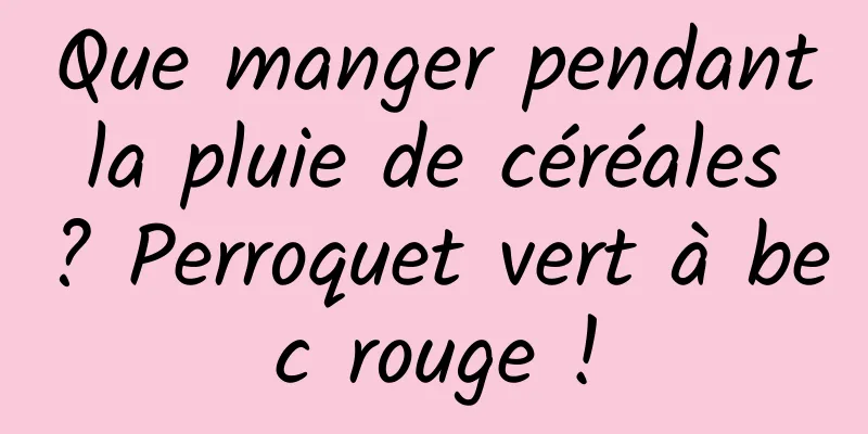 Que manger pendant la pluie de céréales ? Perroquet vert à bec rouge !