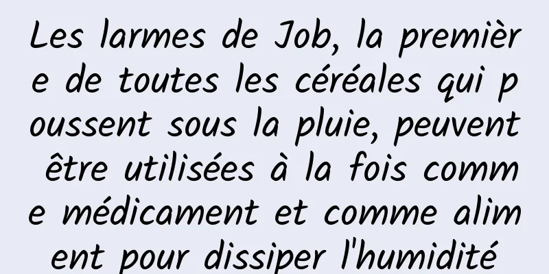Les larmes de Job, la première de toutes les céréales qui poussent sous la pluie, peuvent être utilisées à la fois comme médicament et comme aliment pour dissiper l'humidité