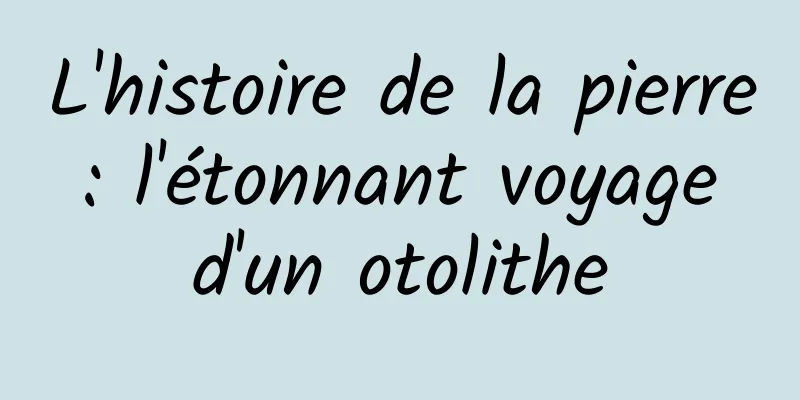 L'histoire de la pierre : l'étonnant voyage d'un otolithe