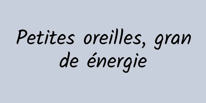 Petites oreilles, grande énergie