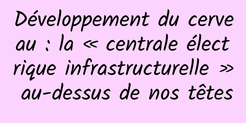 Développement du cerveau : la « centrale électrique infrastructurelle » au-dessus de nos têtes