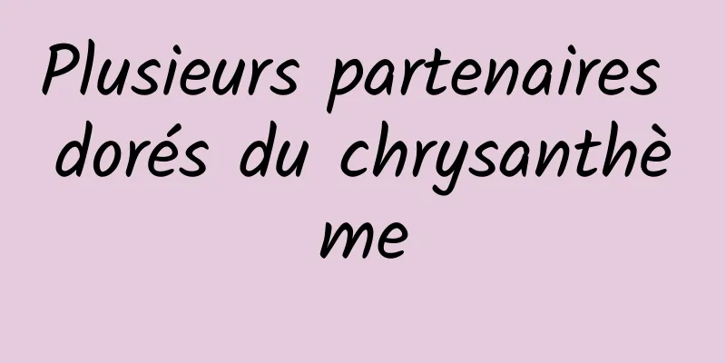 Plusieurs partenaires dorés du chrysanthème