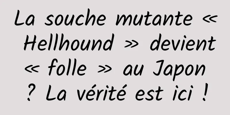 La souche mutante « Hellhound » devient « folle » au Japon ? La vérité est ici !