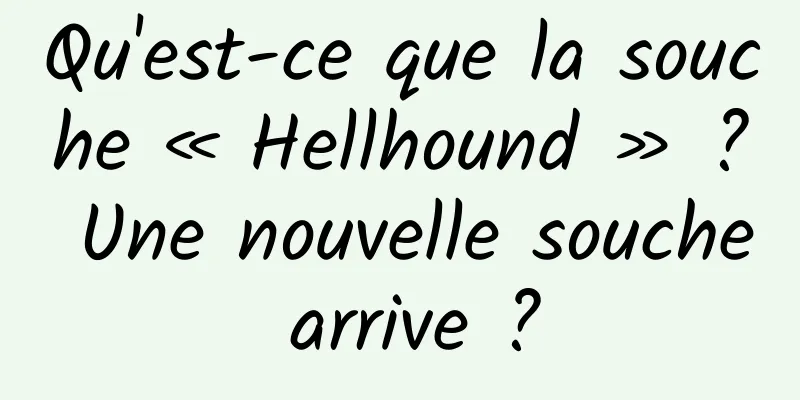 Qu'est-ce que la souche « Hellhound » ? Une nouvelle souche arrive ?