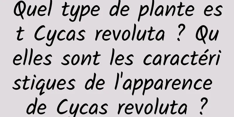 Quel type de plante est Cycas revoluta ? Quelles sont les caractéristiques de l'apparence de Cycas revoluta ?