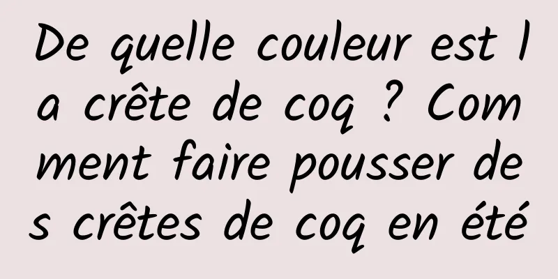 De quelle couleur est la crête de coq ? Comment faire pousser des crêtes de coq en été