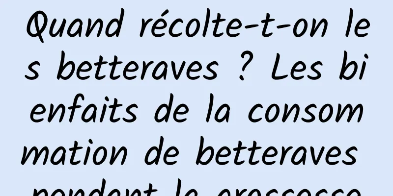 Quand récolte-t-on les betteraves ? Les bienfaits de la consommation de betteraves pendant la grossesse