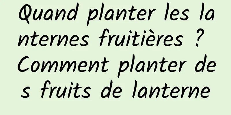 Quand planter les lanternes fruitières ? Comment planter des fruits de lanterne