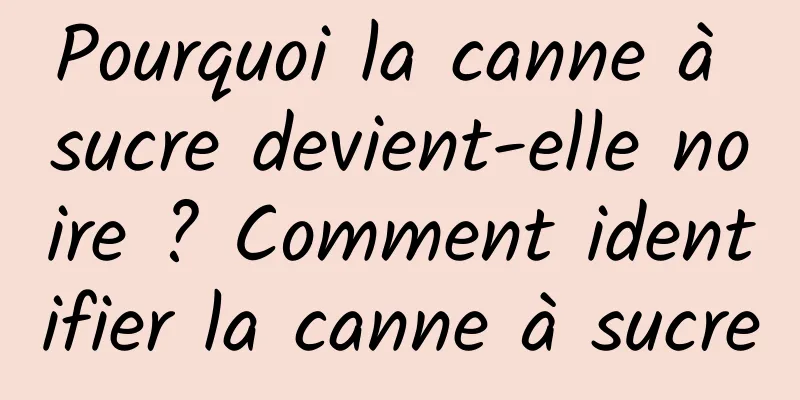 Pourquoi la canne à sucre devient-elle noire ? Comment identifier la canne à sucre