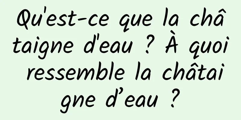 Qu'est-ce que la châtaigne d'eau ? À quoi ressemble la châtaigne d’eau ?