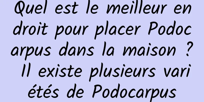 Quel est le meilleur endroit pour placer Podocarpus dans la maison ? Il existe plusieurs variétés de Podocarpus