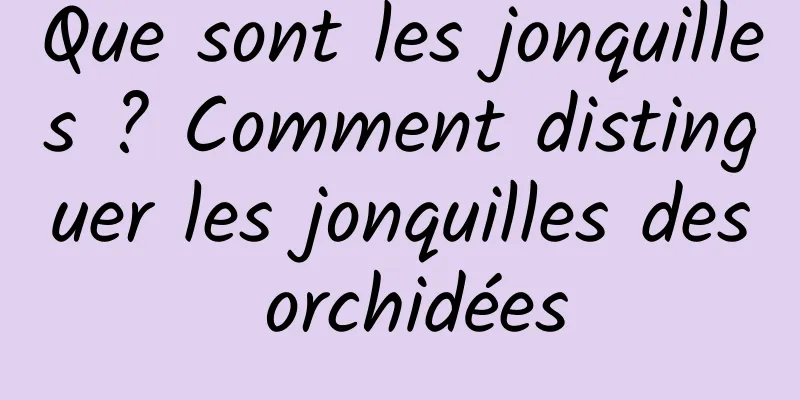 Que sont les jonquilles ? Comment distinguer les jonquilles des orchidées
